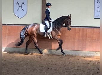 Duits sportpaard, Merrie, 11 Jaar, 170 cm, Brauner