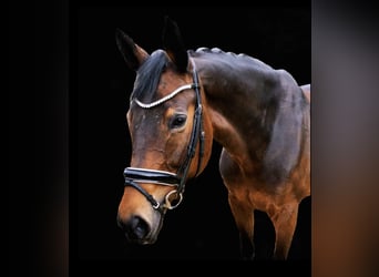 Duits sportpaard, Merrie, 11 Jaar, 170 cm, Brauner