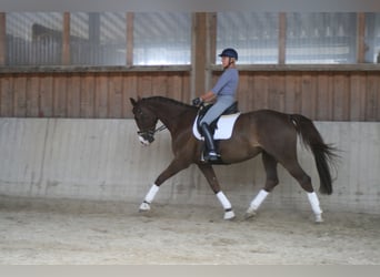 Duits sportpaard, Merrie, 11 Jaar, 172 cm, Donkere-vos