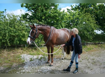 Duits sportpaard, Merrie, 11 Jaar, 172 cm, Donkere-vos