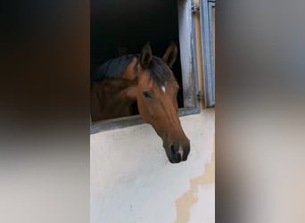 Duits sportpaard, Merrie, 11 Jaar, 172 cm
