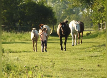 Duits sportpaard, Merrie, 11 Jaar, 174 cm, Donkerbruin