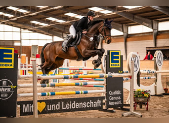 Duits sportpaard, Merrie, 11 Jaar, 174 cm, Donkerbruin