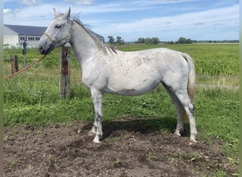 Duits sportpaard, Merrie, 11 Jaar, 174 cm, Schimmel