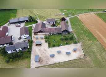 Duits sportpaard, Merrie, 11 Jaar, Zwart