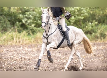 Duits sportpaard, Merrie, 12 Jaar, 161 cm, Vliegenschimmel