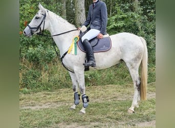 Duits sportpaard, Merrie, 12 Jaar, 161 cm, Vliegenschimmel
