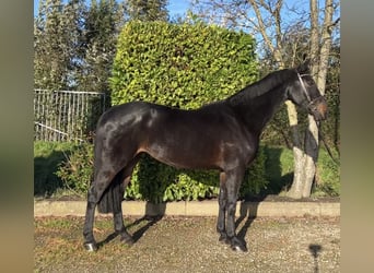 Springpaarden Te Koop | Ehorses.Nl