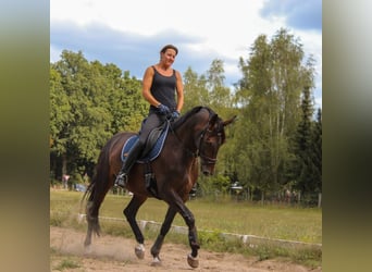 Duits sportpaard, Merrie, 12 Jaar, 167 cm, Brauner