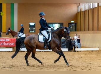 Duits sportpaard, Merrie, 12 Jaar, 167 cm, Bruin