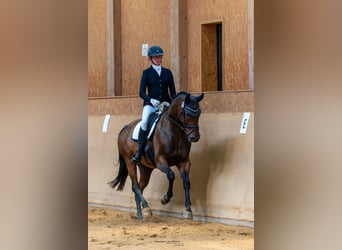 Duits sportpaard, Merrie, 12 Jaar, 167 cm, Bruin