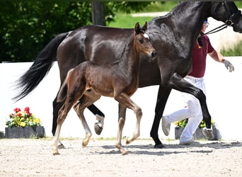 Duits sportpaard, Merrie, 12 Jaar, 167 cm, Donkerbruin