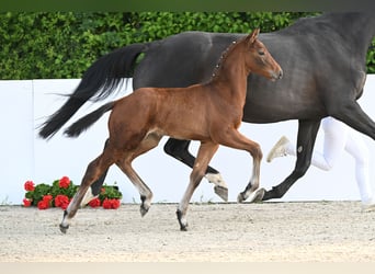 Duits sportpaard, Merrie, 12 Jaar, 167 cm, Donkerbruin