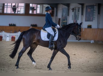 Duits sportpaard, Merrie, 12 Jaar, 168 cm, Donkerbruin