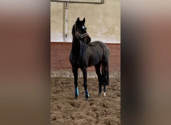Duits sportpaard, Merrie, 12 Jaar, 168 cm, Donkerbruin