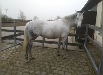 Duits sportpaard, Merrie, 12 Jaar, 168 cm, Schimmel