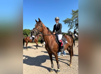 Duits sportpaard, Merrie, 12 Jaar, Vos