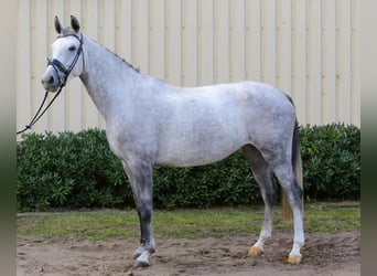 Duits sportpaard, Merrie, 13 Jaar, 166 cm, Schimmel