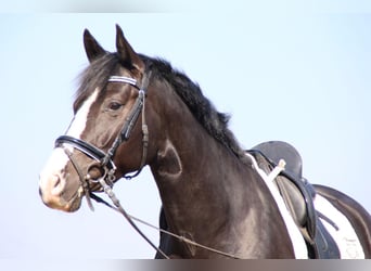 Duits sportpaard, Merrie, 13 Jaar, 167 cm, Zwart
