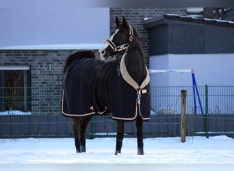 Duits sportpaard, Merrie, 13 Jaar, 167 cm, Zwart