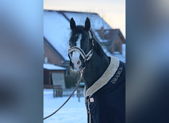 Duits sportpaard, Merrie, 13 Jaar, 167 cm, Zwart