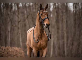 Duits sportpaard, Merrie, 13 Jaar, 168 cm, Bruin