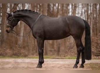 Duits sportpaard, Merrie, 13 Jaar, 168 cm, Donkerbruin