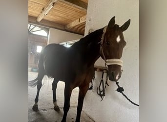 Duits sportpaard, Merrie, 13 Jaar, 169 cm, Donkerbruin
