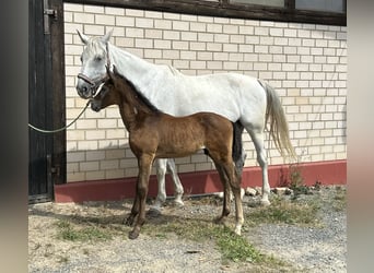 Duits sportpaard, Merrie, 13 Jaar, 174 cm, Schimmel