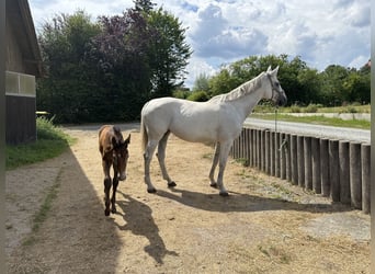 Duits sportpaard, Merrie, 13 Jaar, 174 cm, Schimmel