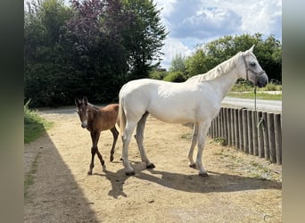 Duits sportpaard, Merrie, 13 Jaar, 174 cm, Schimmel