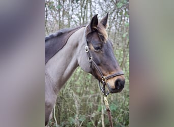 Duits sportpaard, Merrie, 14 Jaar, 165 cm, Bruin