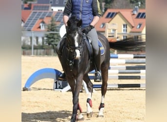 Duits sportpaard, Merrie, 14 Jaar, 166 cm, Zwart