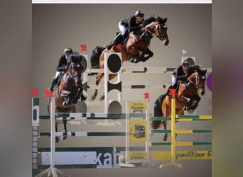 Duits sportpaard, Merrie, 14 Jaar, 168 cm, Bruin