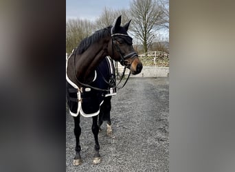 Duits sportpaard, Merrie, 14 Jaar, 168 cm, Donkerbruin