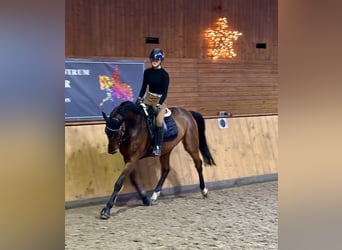 Duits sportpaard, Merrie, 14 Jaar, 168 cm, Donkerbruin