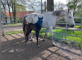 Duits sportpaard, Merrie, 14 Jaar, 168 cm, Schimmel