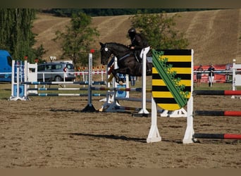 Duits sportpaard, Merrie, 14 Jaar, 168 cm, Zwart