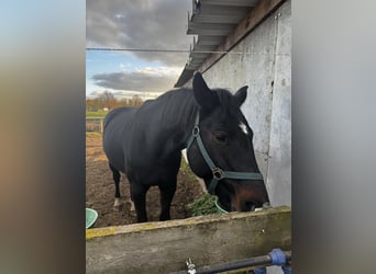 Duits sportpaard, Merrie, 14 Jaar, 169 cm, Donkerbruin