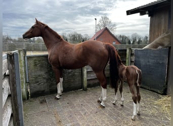 Duits sportpaard, Merrie, 14 Jaar, 169 cm, Vos
