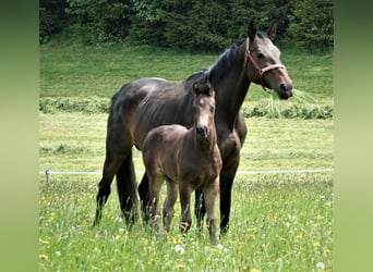 Duits sportpaard, Merrie, 14 Jaar, 171 cm, Brauner