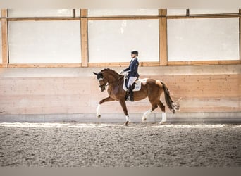 Duits sportpaard, Merrie, 14 Jaar, 178 cm, Vos