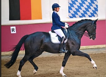 Duits sportpaard, Merrie, 14 Jaar, 178 cm, Vos