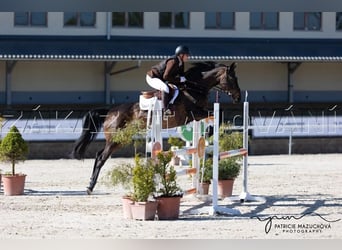 Duits sportpaard, Merrie, 15 Jaar, 157 cm, Donkerbruin