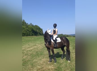 Duits sportpaard, Merrie, 15 Jaar, 164 cm, Zwart