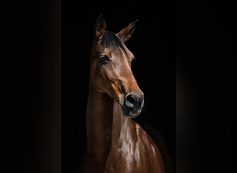 Duits sportpaard, Merrie, 15 Jaar, 167 cm, Bruin