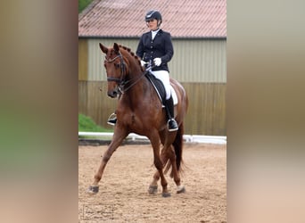 Duits sportpaard, Merrie, 15 Jaar, 170 cm, Vos