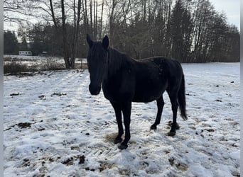 Duits sportpaard, Merrie, 15 Jaar, 172 cm, Zwart