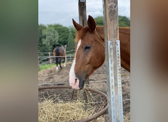Duits sportpaard Mix, Merrie, 16 Jaar, 162 cm, Vos
