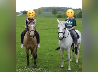 Duits sportpaard, Merrie, 16 Jaar, 165 cm, Schimmel